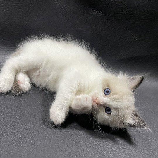 chaton Ragdoll seal point bicolor orange Les Ragdolls de la Croisette