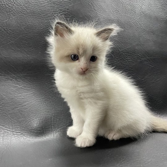 chaton Ragdoll seal point bicolor orange Les Ragdolls de la Croisette