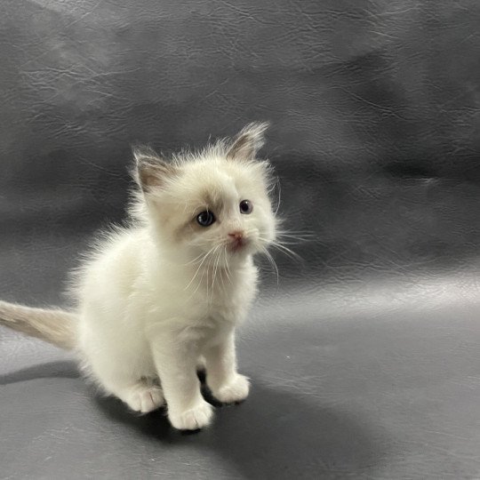 chaton Ragdoll seal point bicolor orange Les Ragdolls de la Croisette