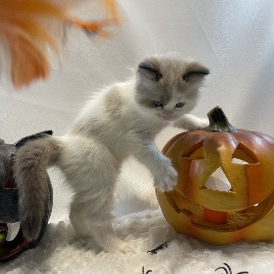 chaton Ragdoll seal point bicolor orange Les Ragdolls de la Croisette