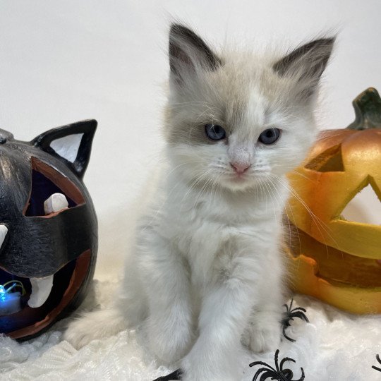 chaton Ragdoll seal point bicolor orange Les Ragdolls de la Croisette