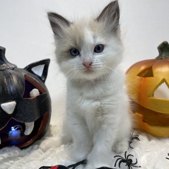 chaton Ragdoll seal point bicolor orange Les Ragdolls de la Croisette