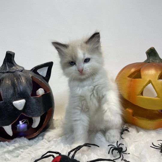 chaton Ragdoll seal point bicolor orange Les Ragdolls de la Croisette