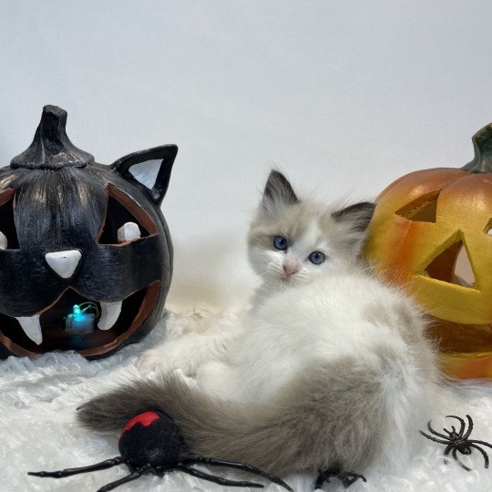 chaton Ragdoll seal point bicolor orange Les Ragdolls de la Croisette