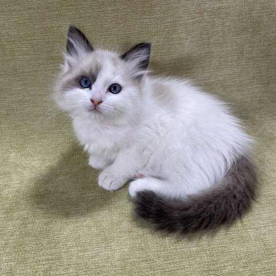 chaton Ragdoll seal point bicolor orange Les Ragdolls de la Croisette