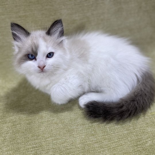 chaton Ragdoll seal point bicolor orange Les Ragdolls de la Croisette