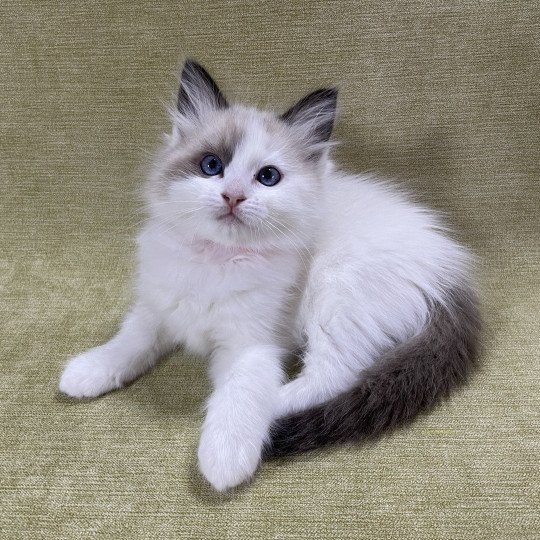 chaton Ragdoll seal point bicolor orange Les Ragdolls de la Croisette