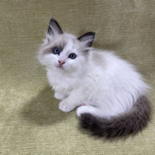 chaton Ragdoll seal point bicolor orange Les Ragdolls de la Croisette