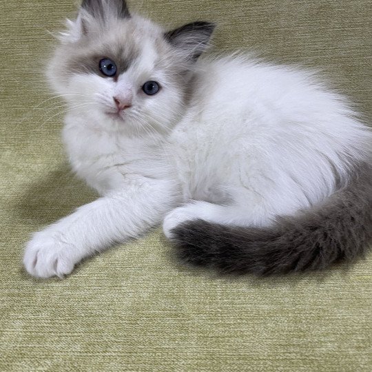 chaton Ragdoll seal point bicolor orange Les Ragdolls de la Croisette