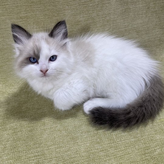 chaton Ragdoll seal point bicolor orange Les Ragdolls de la Croisette