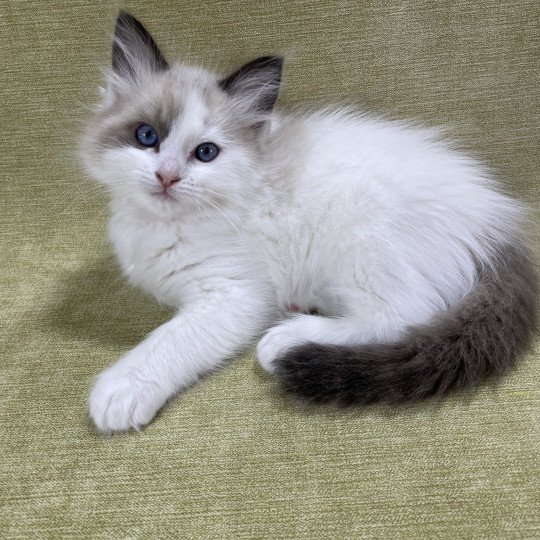 chaton Ragdoll seal point bicolor orange Les Ragdolls de la Croisette