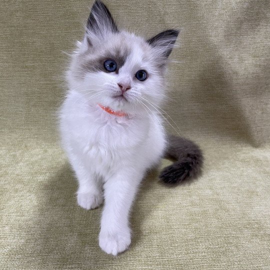 chaton Ragdoll seal point bicolor orange Les Ragdolls de la Croisette