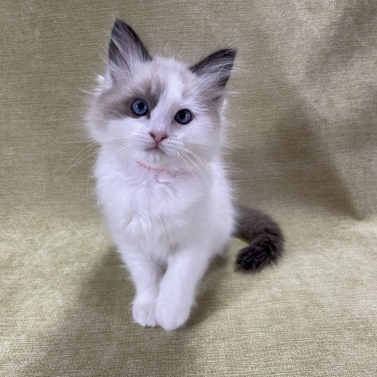 chaton Ragdoll seal point bicolor orange Les Ragdolls de la Croisette