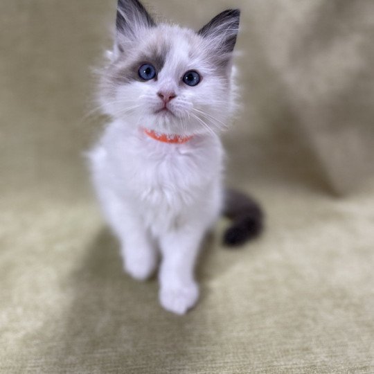 chaton Ragdoll seal point bicolor orange Les Ragdolls de la Croisette