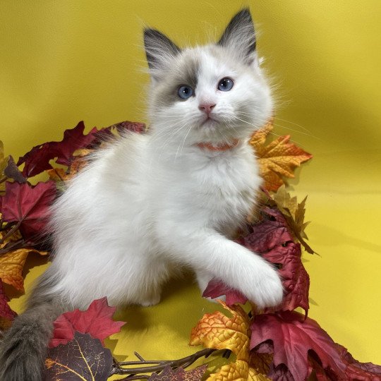 chaton Ragdoll seal point bicolor Unique Les Ragdolls de la Croisette