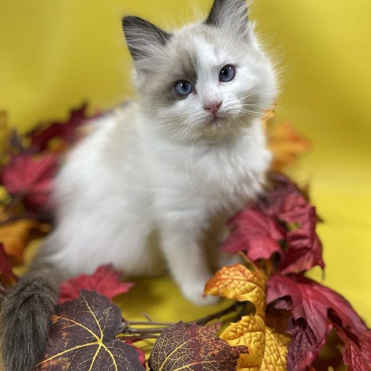 chaton Ragdoll seal point bicolor Unique Les Ragdolls de la Croisette