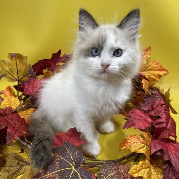 chaton Ragdoll seal point bicolor Unique Les Ragdolls de la Croisette