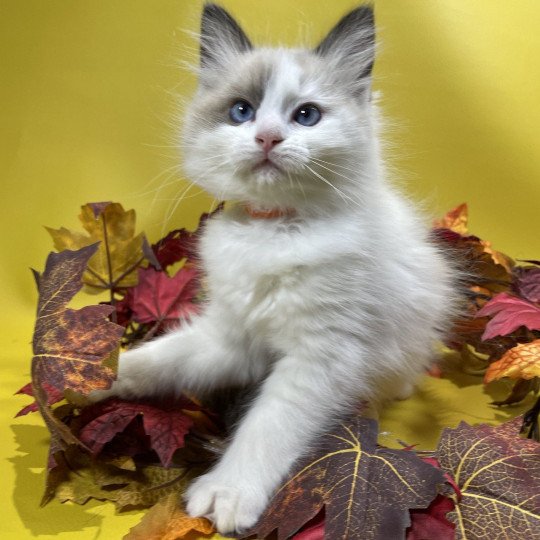 chaton Ragdoll seal point bicolor Unique Les Ragdolls de la Croisette