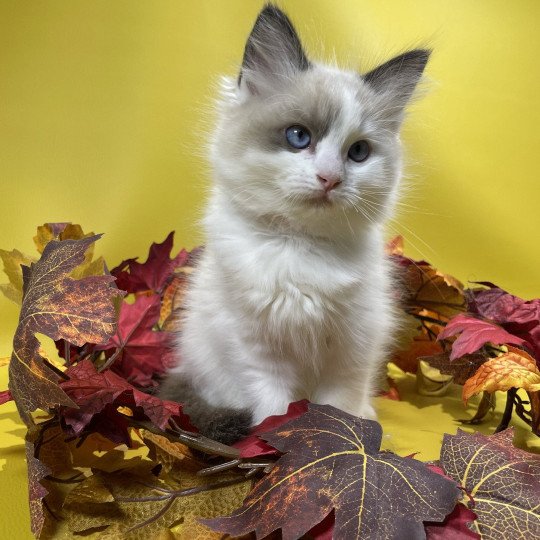 chaton Ragdoll seal point bicolor Unique Les Ragdolls de la Croisette