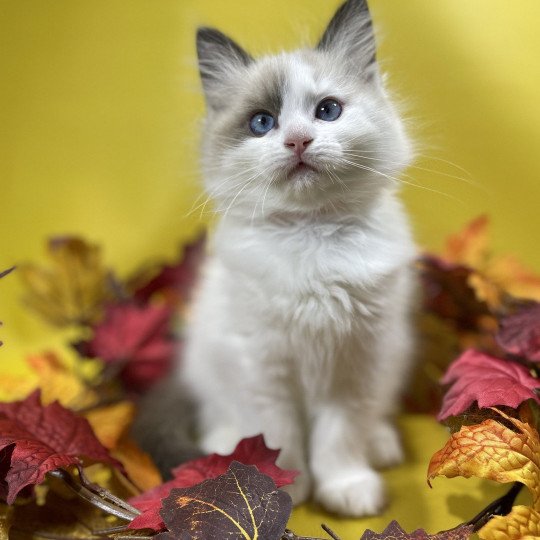 chaton Ragdoll seal point bicolor Unique Les Ragdolls de la Croisette