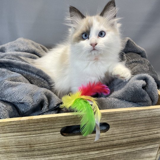 chaton Ragdoll seal point bicolor Unique Les Ragdolls de la Croisette