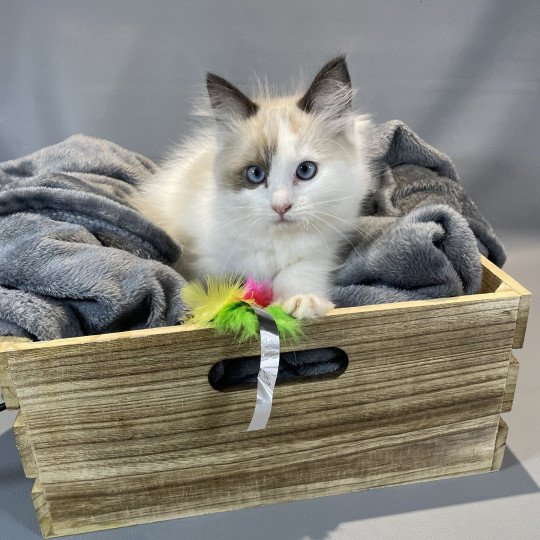 chaton Ragdoll seal point bicolor Unique Les Ragdolls de la Croisette