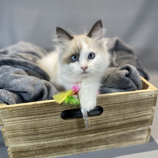 chaton Ragdoll seal point bicolor Unique Les Ragdolls de la Croisette