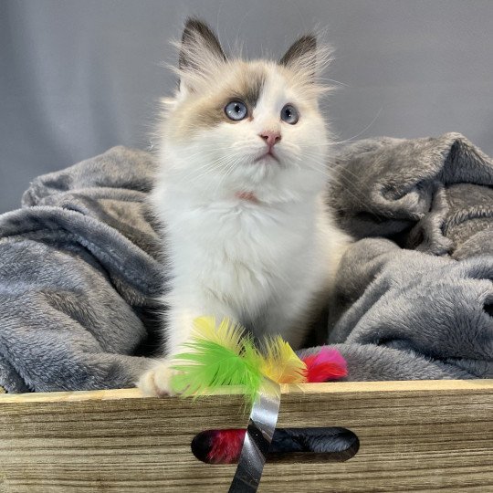 chaton Ragdoll seal point bicolor Unique Les Ragdolls de la Croisette