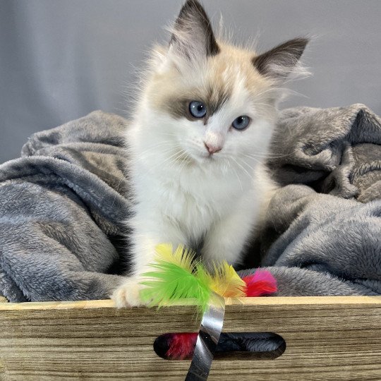 chaton Ragdoll seal point bicolor Unique Les Ragdolls de la Croisette