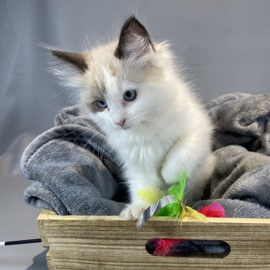 chaton Ragdoll seal point bicolor Unique Les Ragdolls de la Croisette