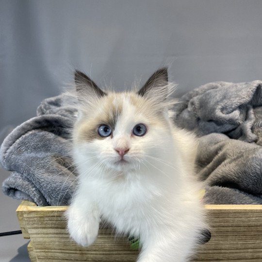 chaton Ragdoll seal point bicolor Unique Les Ragdolls de la Croisette