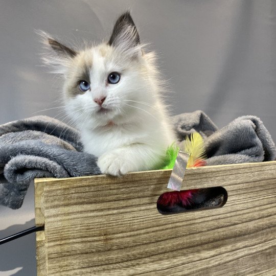 chaton Ragdoll seal point bicolor Unique Les Ragdolls de la Croisette