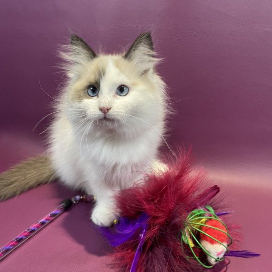 chaton Ragdoll seal point bicolor Unique Les Ragdolls de la Croisette