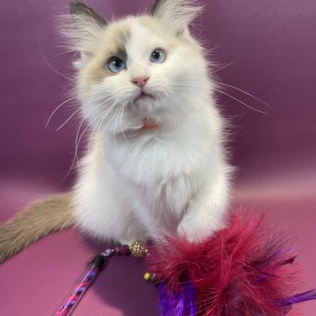 chaton Ragdoll seal point bicolor Unique Les Ragdolls de la Croisette