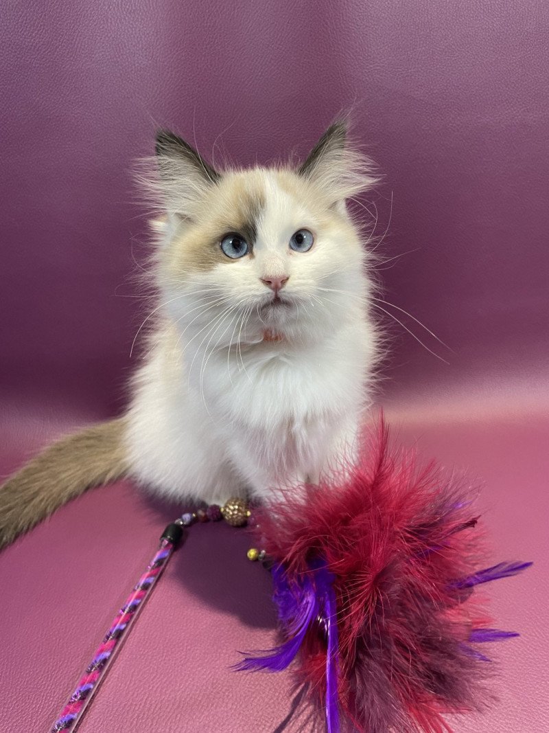 Unique De La Croisette Femelle Ragdoll