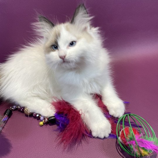 chaton Ragdoll seal point bicolor Unique Les Ragdolls de la Croisette