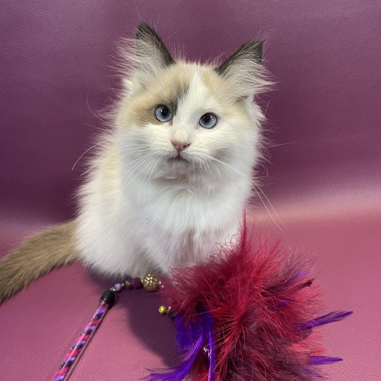 chaton Ragdoll seal point bicolor Unique Les Ragdolls de la Croisette