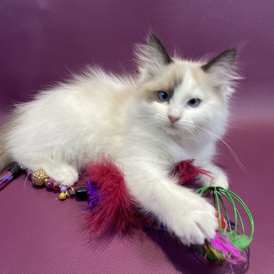 chaton Ragdoll seal point bicolor Unique Les Ragdolls de la Croisette