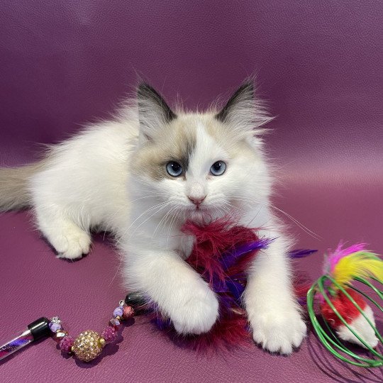 chaton Ragdoll seal point bicolor Unique Les Ragdolls de la Croisette