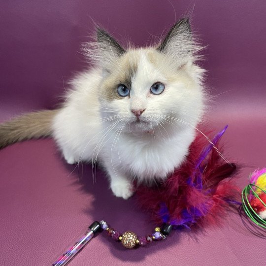 chaton Ragdoll seal point bicolor Unique Les Ragdolls de la Croisette