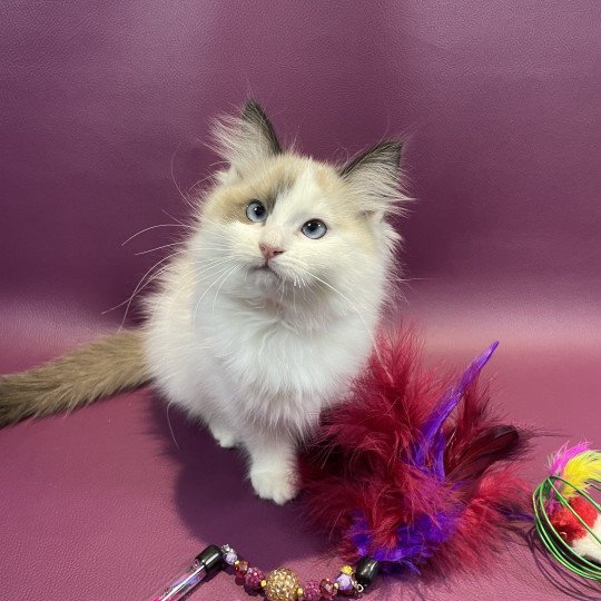 chaton Ragdoll seal point bicolor Unique Les Ragdolls de la Croisette