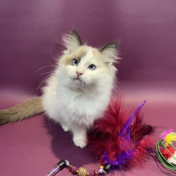 chaton Ragdoll seal point bicolor Unique Les Ragdolls de la Croisette