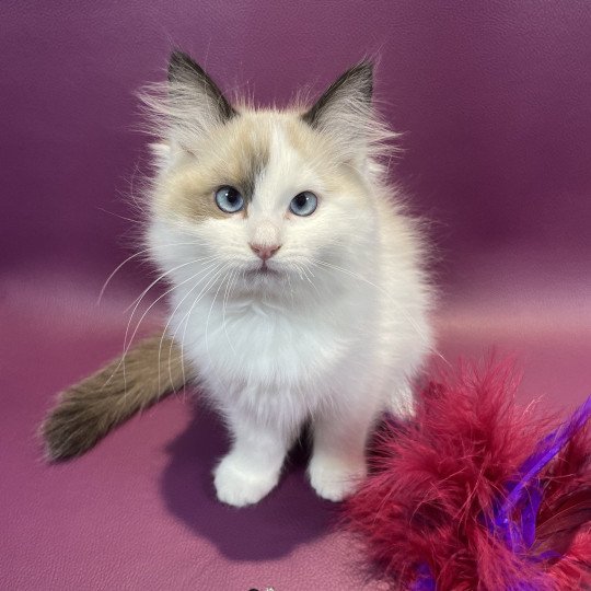 chaton Ragdoll seal point bicolor Unique Les Ragdolls de la Croisette