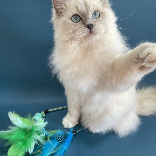 chat Ragdoll lilac mink mitted Wahoo Les Ragdolls de la Croisette