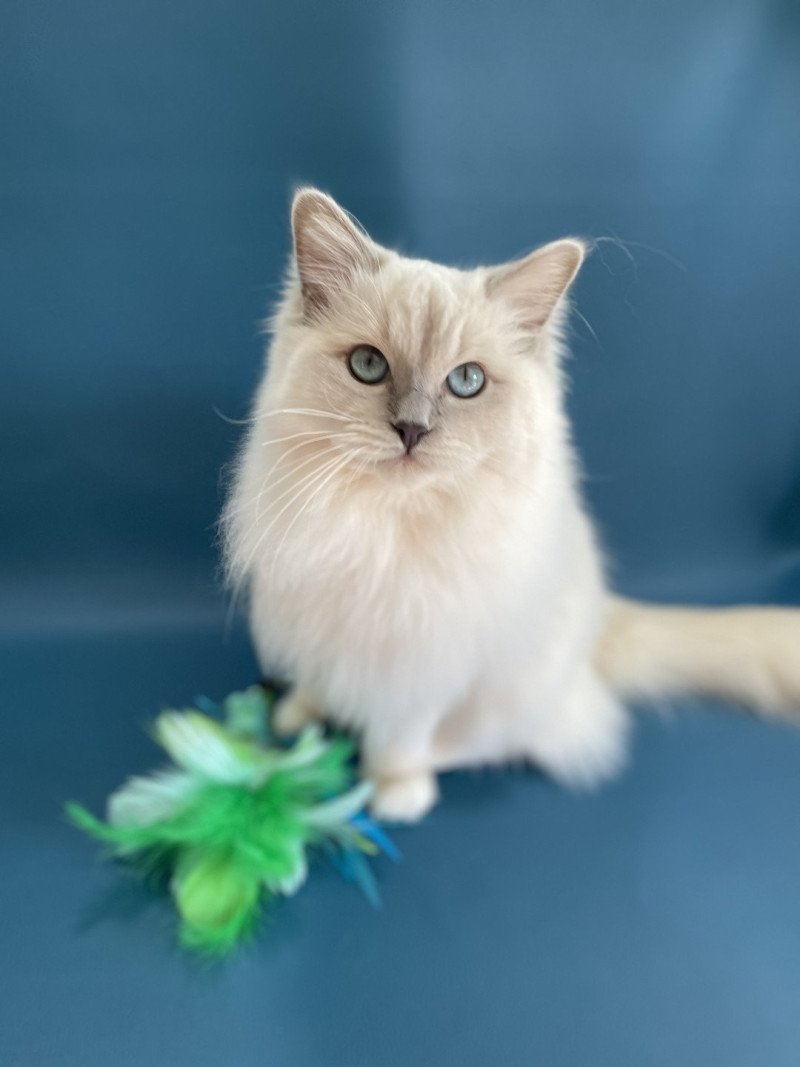 Wahoo De La Croisette Femelle Ragdoll