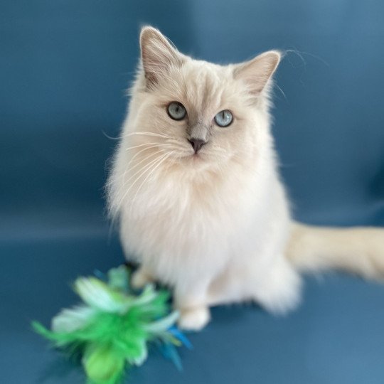 Wahoo De La Croisette Femelle Ragdoll