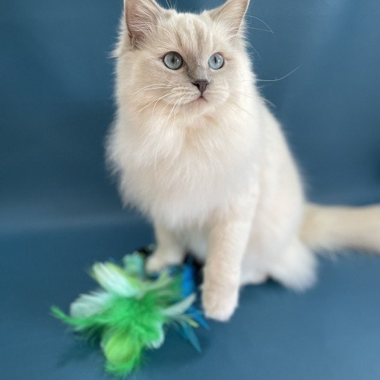 chat Ragdoll lilac mink mitted Wahoo Les Ragdolls de la Croisette