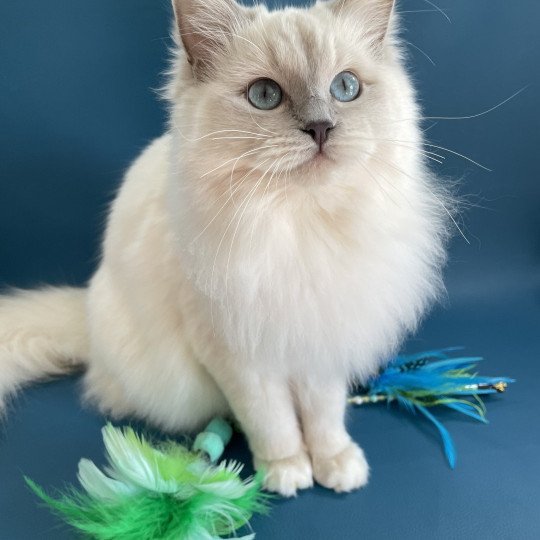 chat Ragdoll lilac mink mitted Wahoo Les Ragdolls de la Croisette