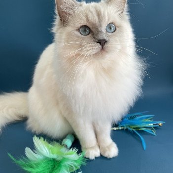 chat Ragdoll lilac mink mitted Wahoo Les Ragdolls de la Croisette chat Ragdoll lilac mink mitted Wahoo Les Ragdolls de la Croisette