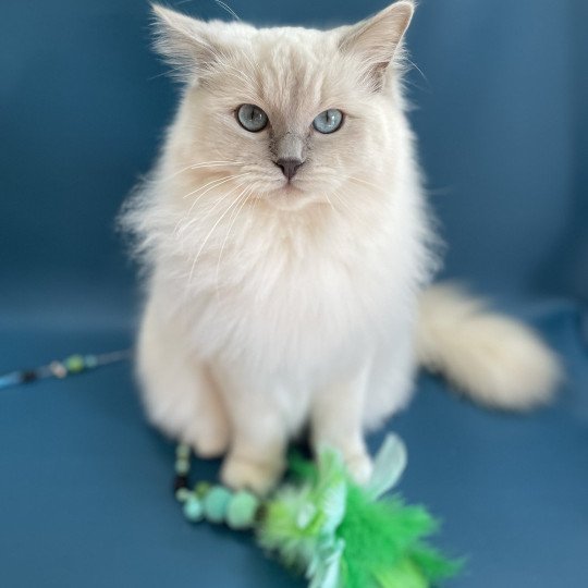 chat Ragdoll lilac mink mitted Wahoo Les Ragdolls de la Croisette
